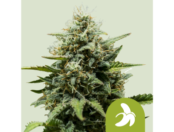 ROYAL QUEEN SEEDS - FAT BANANA AUTOMATIC FEM (USA PREMIUM)