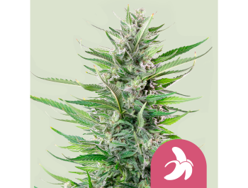 ROYAL QUEEN SEEDS - FAT BANANA FEM (USA PREMIUM)