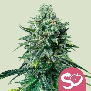 ROYAL QUEEN SEEDS - FORBIDDEN FRUIT FEM