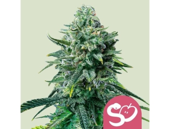 ROYAL QUEEN SEEDS - FORBIDDEN FRUIT FEM