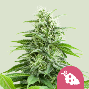 ROYAL QUEEN SEEDS - FRUIT SPIRIT FEM