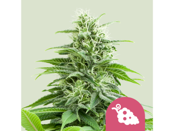 ROYAL QUEEN SEEDS - FRUIT SPIRIT FEM