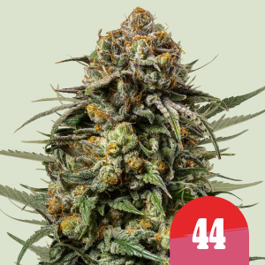 ROYAL QUEEN SEEDS - ICE CREAM 44 FEM (TYSON SEEDS)