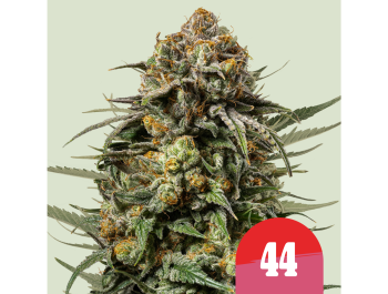 ROYAL QUEEN SEEDS - ICE CREAM 44 FEM (TYSON SEEDS)