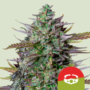 ROYAL QUEEN SEEDS - GOAT'S SIDE AUTO FEM (TYSON SEEDS)