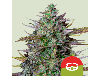 ROYAL QUEEN SEEDS - GOAT'S SIDE AUTO FEM (TYSON SEEDS)