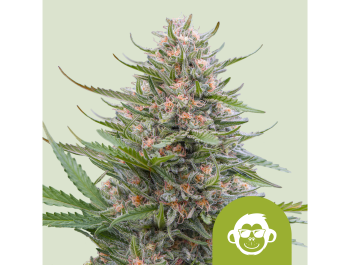 KÖNIGLICHE KÖNIGIN SAMEN - TRAUBE TRAUBE AUTO FEM (USA PREMIUM)