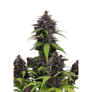 SCHNELLE KNOSPEN - LILA DUNST AUTO FEM