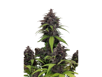 SCHNELLE KNOSPEN - LILA DUNST AUTO FEM