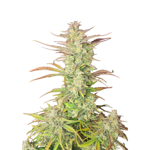 SCHNELLE KNOSPEN - Z-UP AUTO FEM