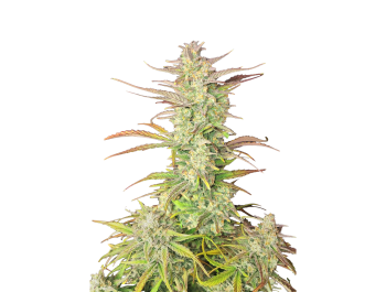 SCHNELLE KNOSPEN - Z-UP AUTO FEM