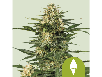 ROYAL QUEEN SEEDS - GREEN ICE CREAM AUTOMATIC (USA PREMIUM)