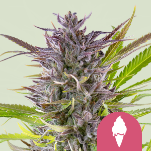 ROYAL QUEEN SEEDS - GREEN ICE CREAM FEM (USA PREMIUM)