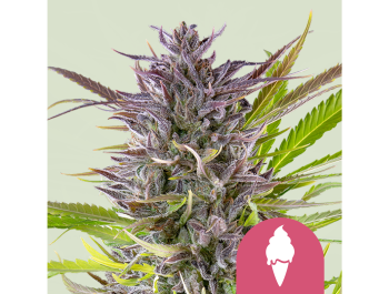 ROYAL QUEEN SEEDS - GREEN ICE CREAM FEM (USA PREMIUM)