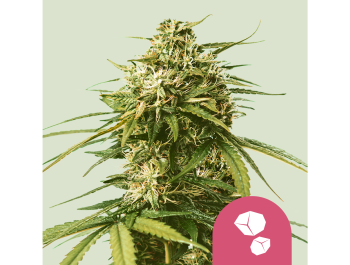 ROYAL QUEEN SEEDS - GUSHERS FEM (USA PREMIUM)