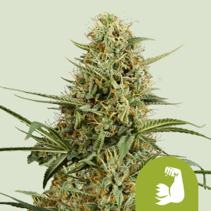 ROYAL QUEEN SEEDS - HULKBERRY AUTOMATIC FEM (USA PREMIUM)