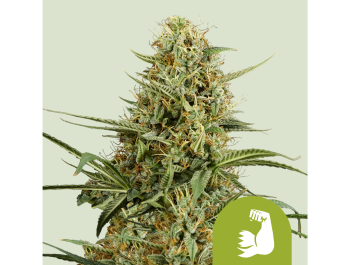 ROYAL QUEEN SEEDS - HULKBERRY AUTOMATIC FEM (USA PREMIUM)