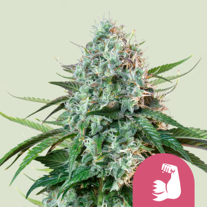 ROYAL QUEEN SEEDS - HULKBERRY FEM (USA PREMIUM)