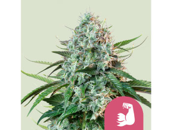 ROYAL QUEEN SEEDS - HULKBERRY FEM (USA PREMIUM)