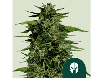 ROYAL QUEEN SEEDS - HYPERION F1 AUTOFLOWERING
