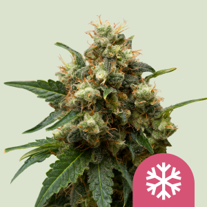 ROYAL QUEEN SEEDS - ICE FEM
