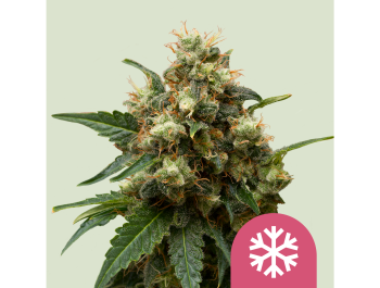 ROYAL QUEEN SEEDS - ICE FEM