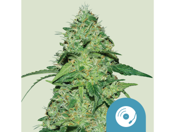 ROYAL QUEEN SEEDS - JOANNE'S CBD FEM