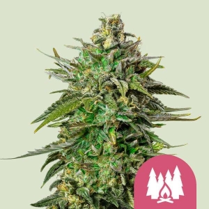 ROYAL QUEEN SEEDS - LARRY OG FEM