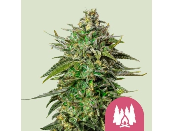 ROYAL QUEEN SEEDS - LARRY OG FEM