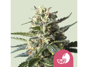 ROYAL QUEEN SEEDS - LEMON SHINING SILVER HAZE