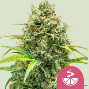 ROYAL QUEEN SEEDS - LEMON SKUNK FEM