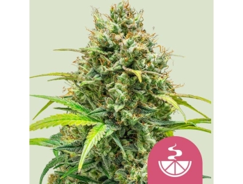 ROYAL QUEEN SEEDS - LEMON SKUNK FEM