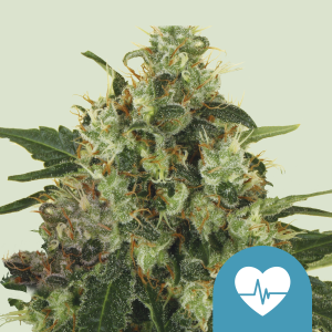 ROYAL QUEEN SEEDS - MEDICAL MASS CBD FEM