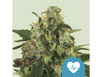 ROYAL QUEEN SEEDS - MEDICAL MASS CBD FEM