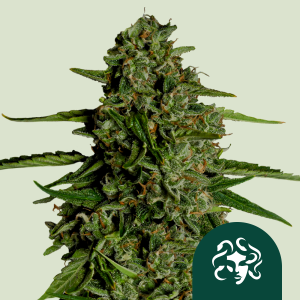 ROYAL QUEEN SEEDS - MEDUSA F1 AUTOFLORAISON
