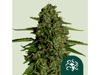 ROYAL QUEEN SEEDS - MEDUSA F1 AUTOFLORAISON