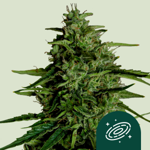 ROYAL QUEEN SEEDS - MILKY WAY F1 AUTOFLORAISON