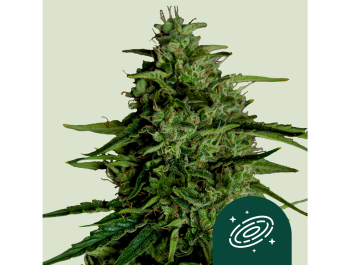 ROYAL QUEEN SEEDS - MILKY WAY F1 AUTOFLORAISON
