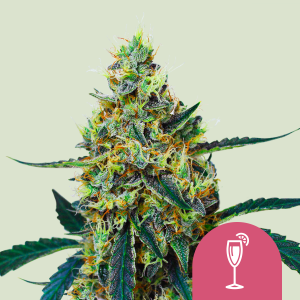 ROYAL QUEEN SEEDS - MIMOSA FEM (USA PREMIUM)