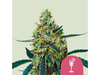 ROYAL QUEEN SEEDS - MIMOSA FEM (USA PREMIUM)