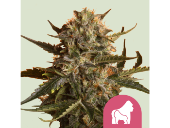 ROYAL QUEEN SEEDS - MOTHER GORILLA FEM