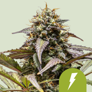 ROYAL QUEEN SEEDS - NORTH THUNDERFUCK AUTOMATIC FEM (USA PREMIUM)