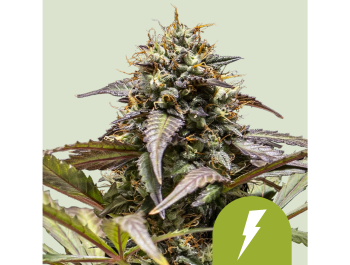 ROYAL QUEEN SEEDS - NORTH THUNDERFUCK AUTOMATIC FEM (USA PREMIUM)
