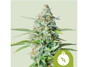 ROYAL QUEEN SEEDS - NORTHERN LIGHT AUTOMATIC