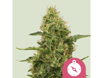 ROYAL QUEEN SEEDS - NORTHERN LIGHT FEM