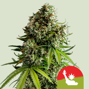ROYAL QUEEN SEEDS - NYC SOUR D AUTO FEM (TYSON SEEDS)