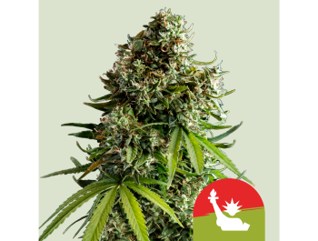 ROYAL QUEEN SEEDS - NYC SOUR D AUTO FEM (TYSON SEEDS)