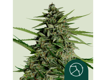 ROYAL QUEEN SEEDS - ORION F1 AUTOFLOWERING