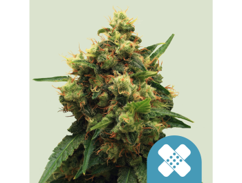 ROYAL QUEEN SEEDS - PAINKILLER XL CBD FEM