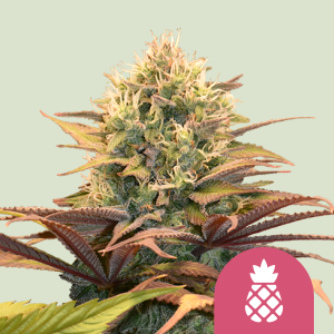 KÖNIGLICHE KÖNIGIN SAMEN - ANANAS KUSH FEM